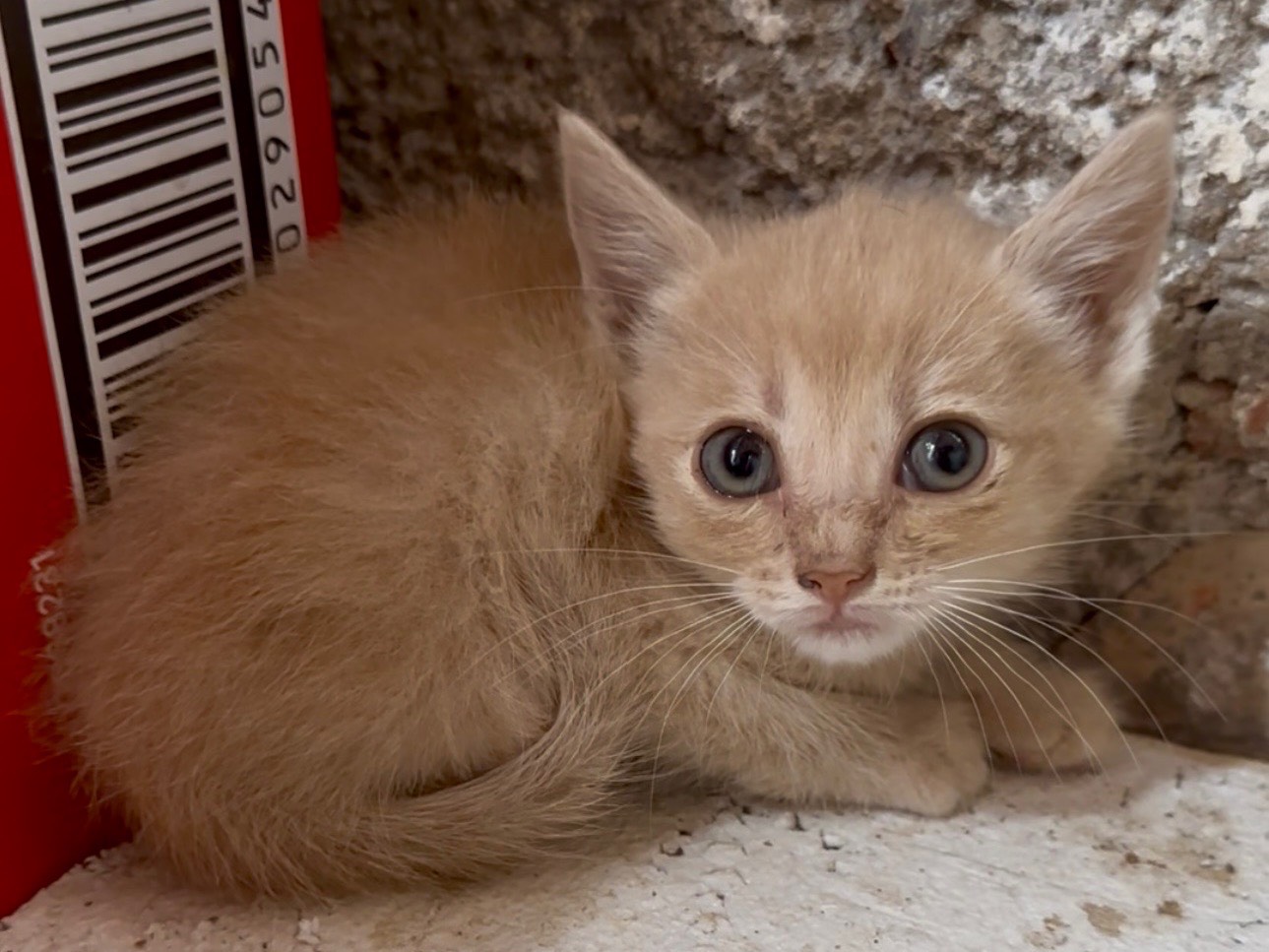 Adozione gatto, maschio, Razza sconosciuta Razza sconosciuta, 2 mesi, taglia non valida, Milano
