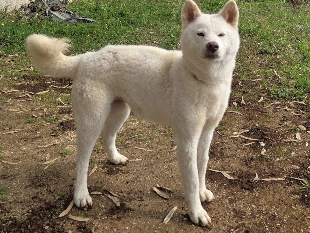 Adozione cane, femmina, Akita Razza sconosciuta, 4 anni e 8 mesi, taglia media, Messina