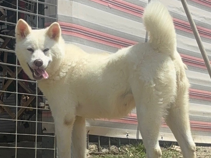 Adotta un cane, femmina, 4 anni e 8 mesi, Messina