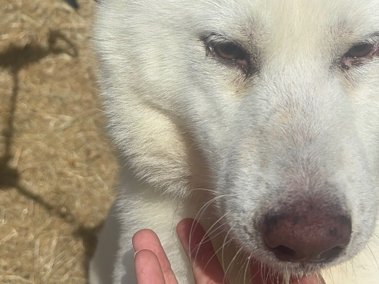 Adotta un cane, taglia media, femmina, Messina