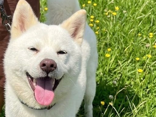 Vuoi adottare un cane a Messina?