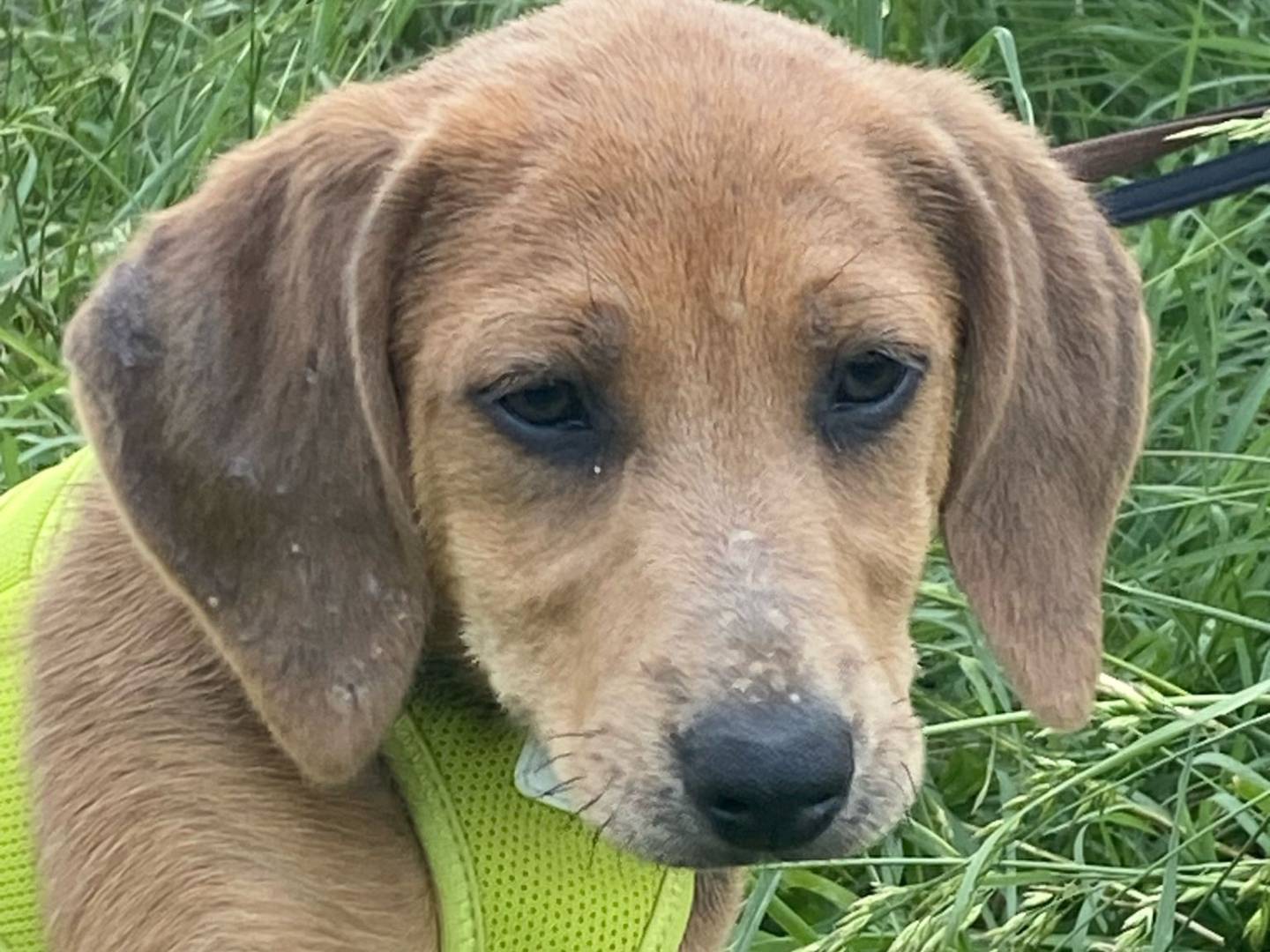Vuoi adottare un cane a Avellino?