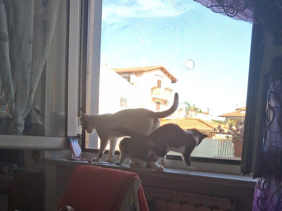 Vuoi adottare un gatto a Napoli?