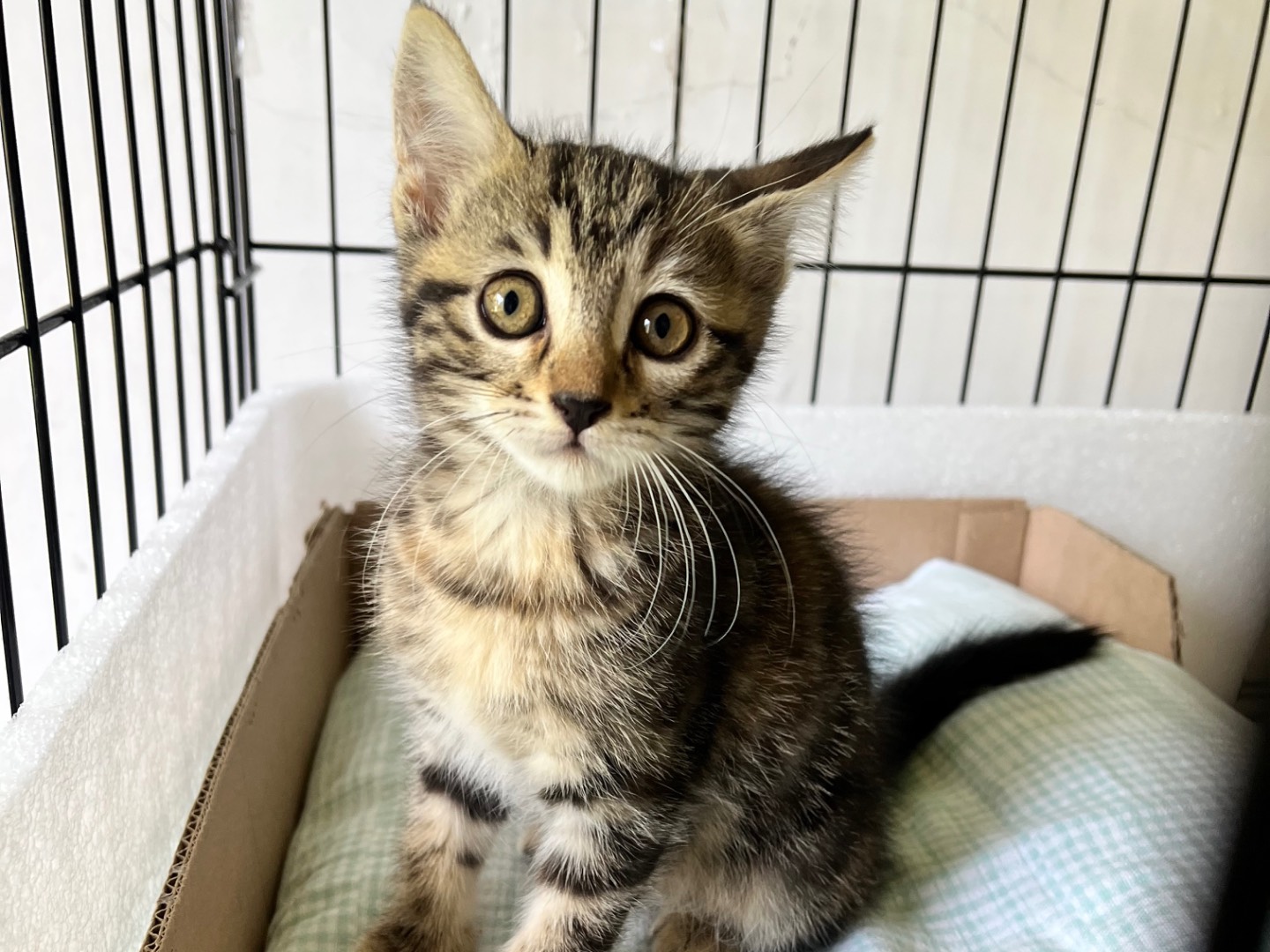 Adotta un gatto, femmina, 2 mesi, Padova