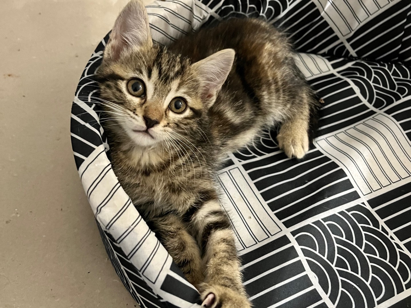Adozione gatto, femmina, Razza sconosciuta Razza sconosciuta, 2 mesi, taglia non valida, Padova
