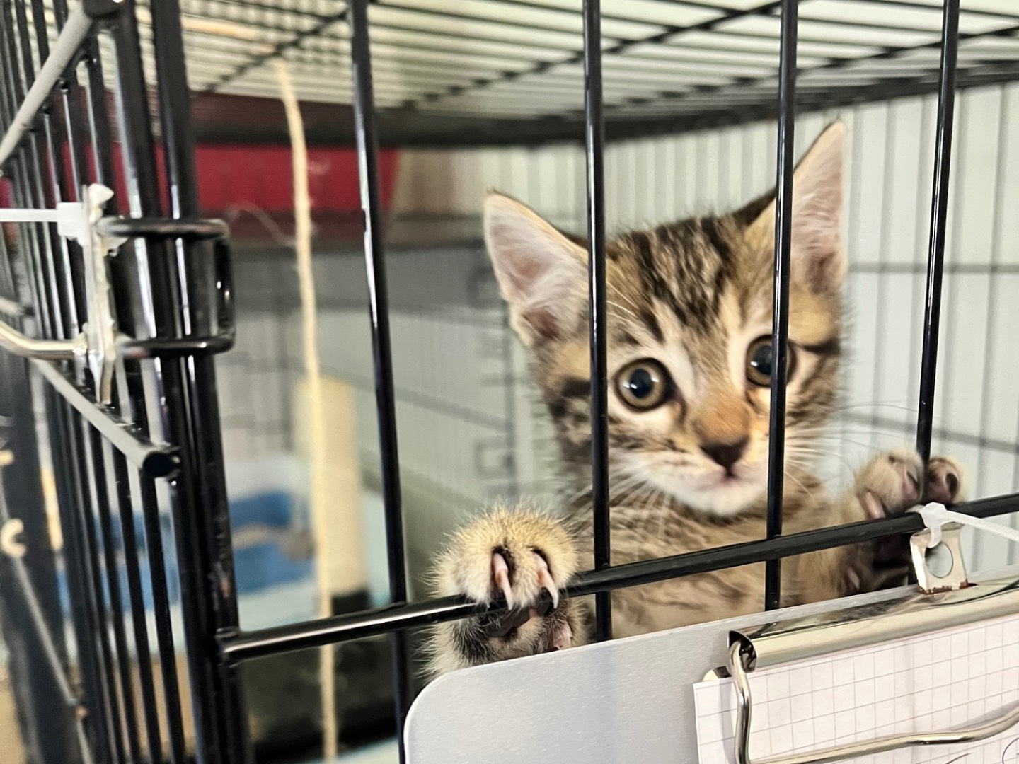 Adotta un gatto, taglia non valida, femmina, Padova