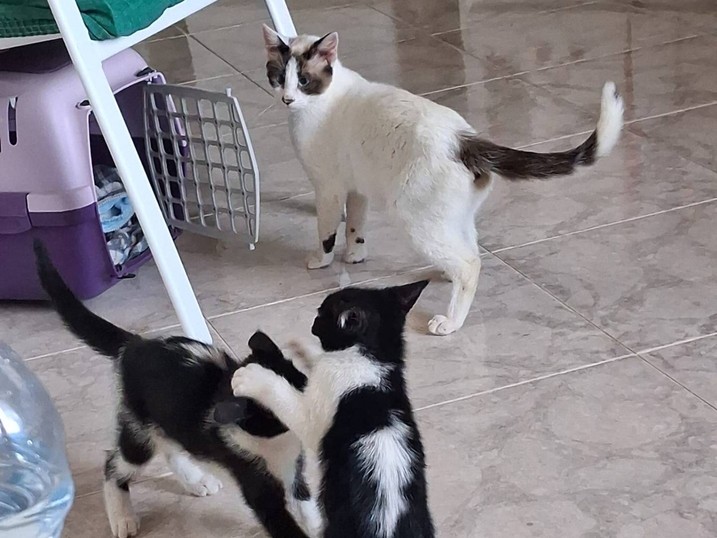 Adotta il gatto Mamy e i suoi kitten a Napoli