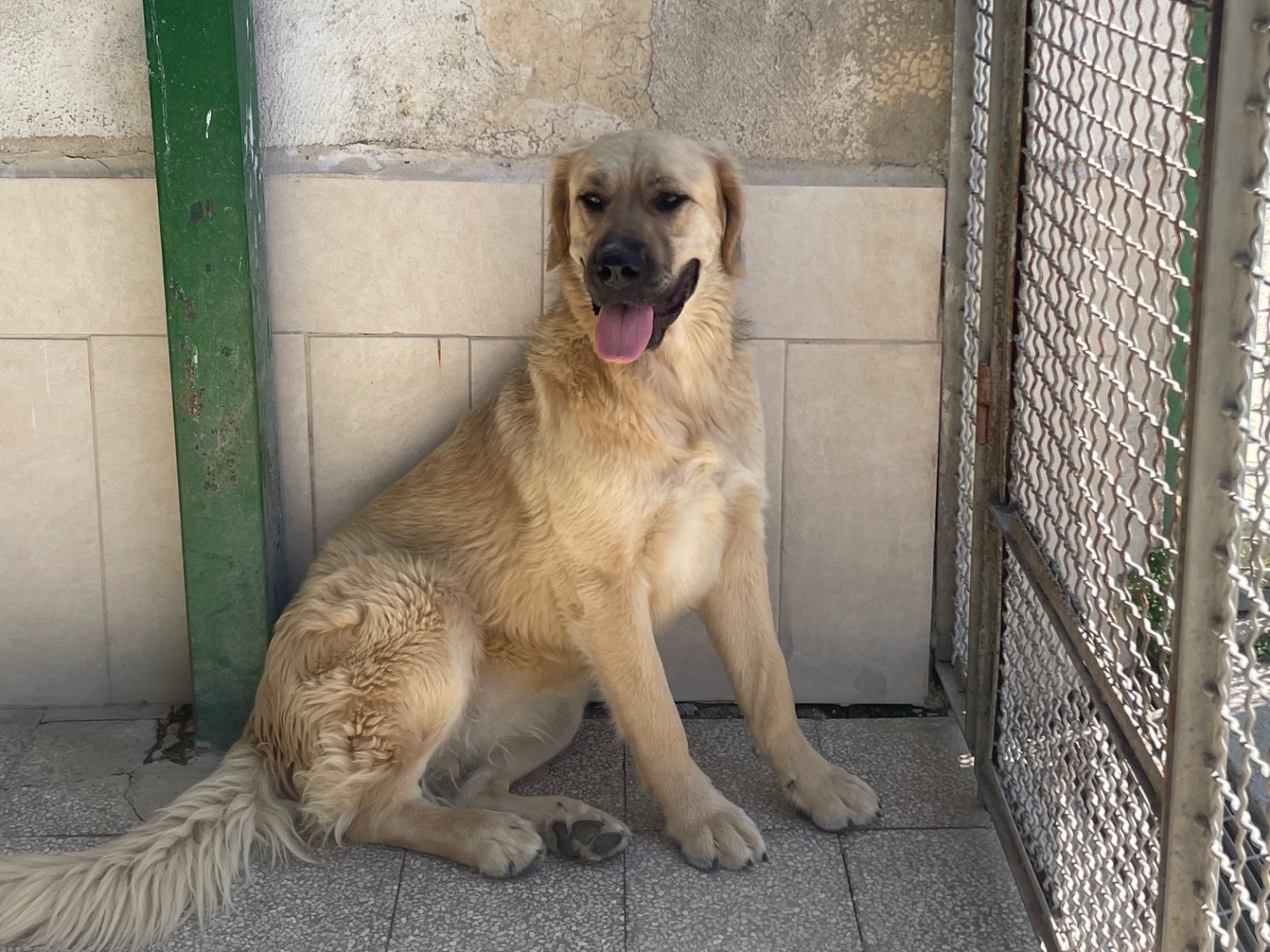 Adozione cane, femmina, Bovaro Del Bernese Golden Retriever, 1 anno e 6 mesi, taglia grande, Caserta