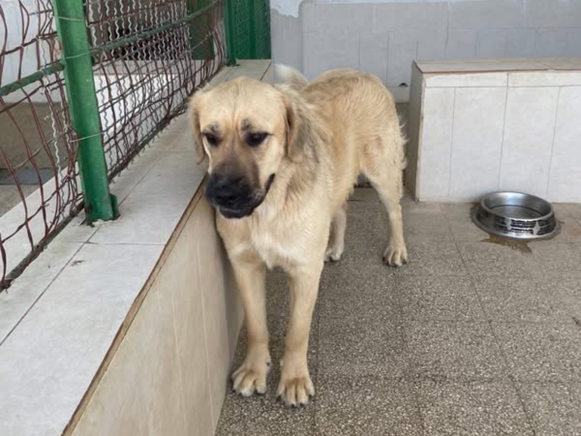 Adotta un cane, taglia grande, femmina, Caserta