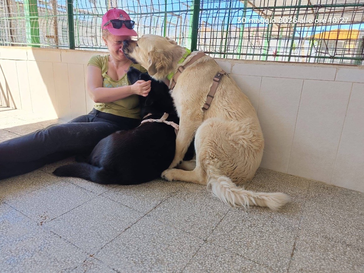 Adotta il cane Bonnie a Caserta
