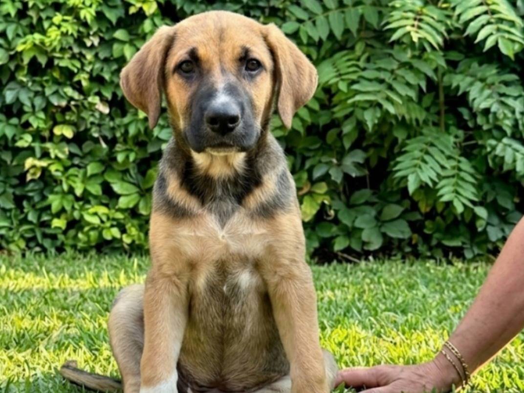 Adotta un cane, femmina, 4 mesi, Pavia