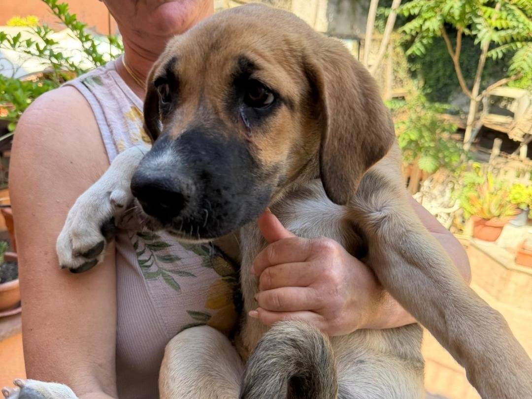 Adotta un cane, taglia media, femmina, Pavia