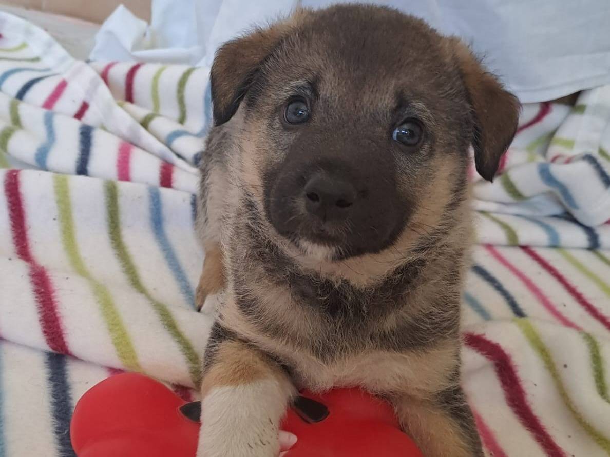 Adozione cane, femmina, Pastore tedesco Razza sconosciuta, 2 mesi, taglia media, Bari