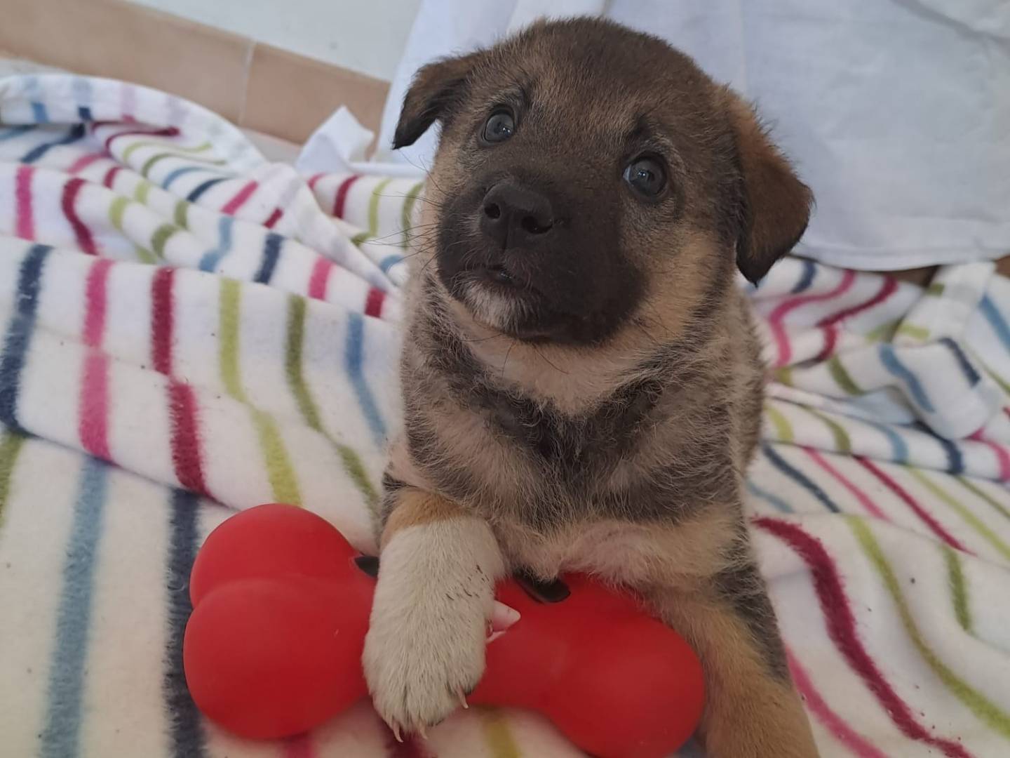 Adotta un cane, femmina, 2 mesi, Bari
