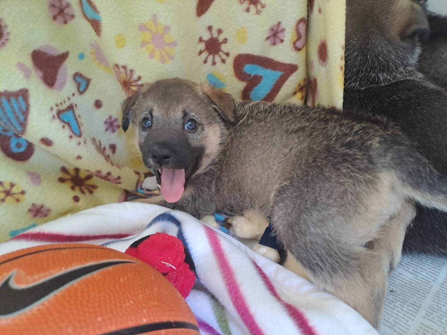 Adotta un cane, taglia media, femmina, Bari
