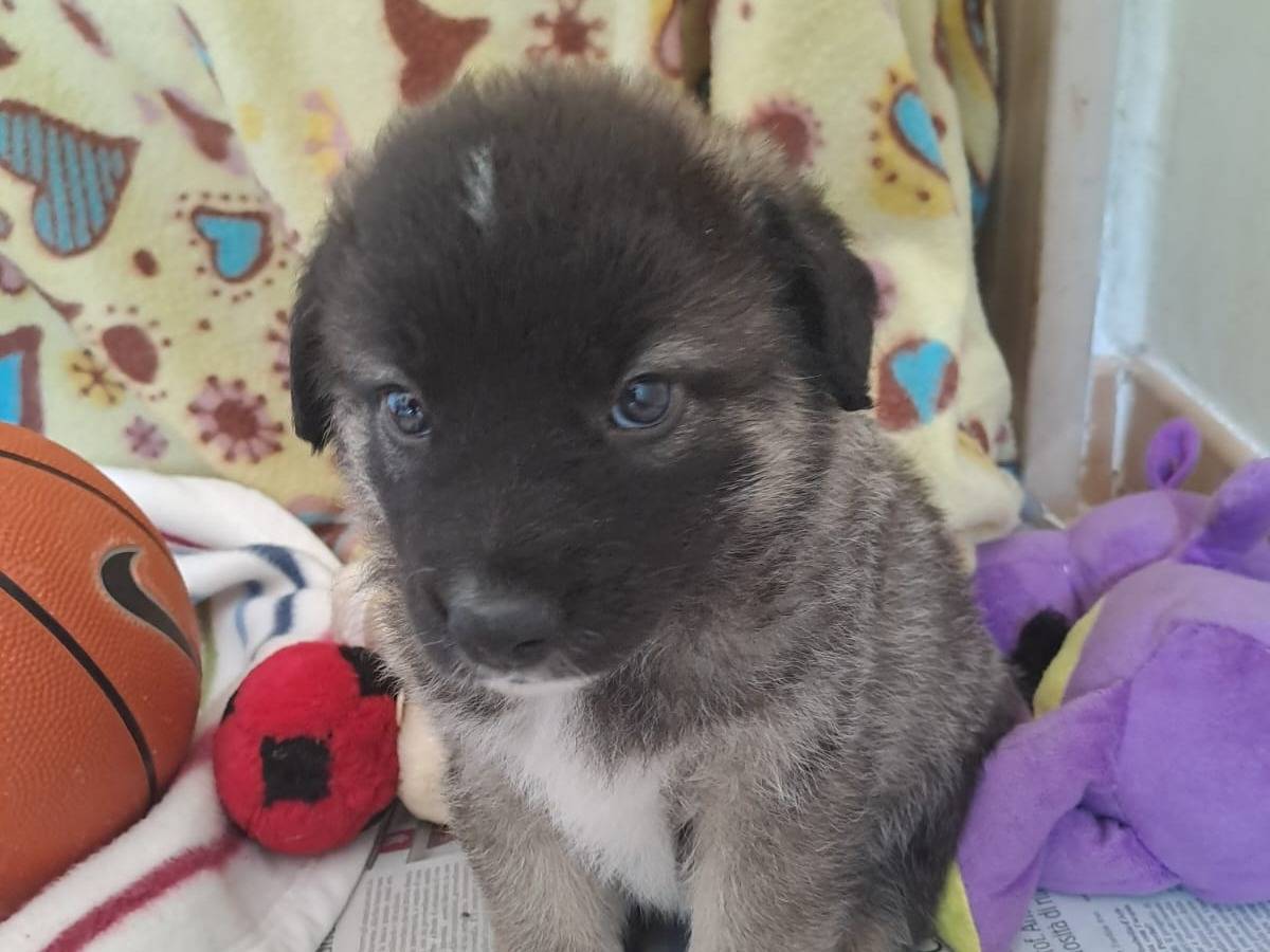 Adozione cane, femmina, Pastore tedesco Razza sconosciuta, 2 mesi, taglia media, Bari