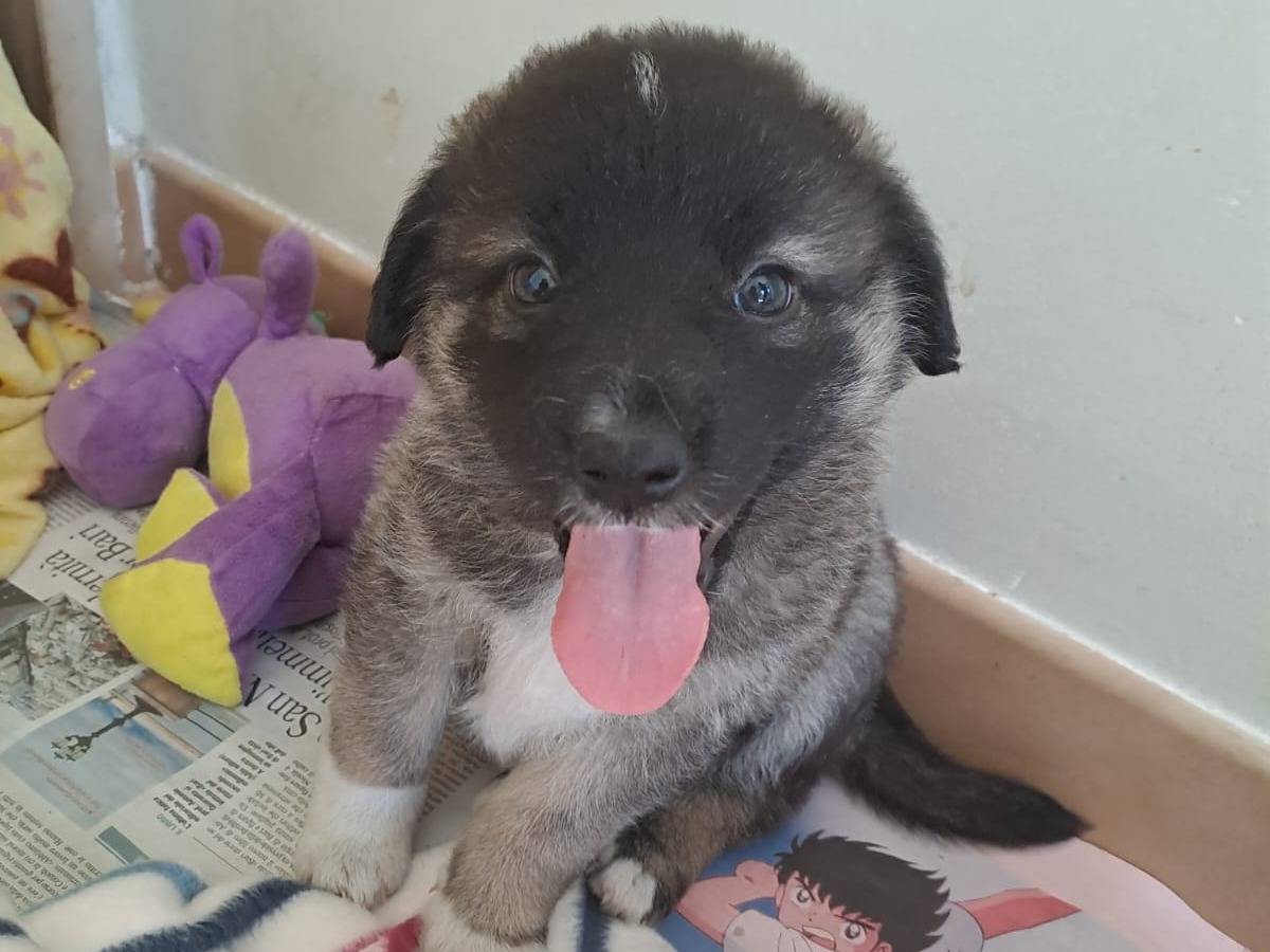Adotta un cane, femmina, 2 mesi, Bari
