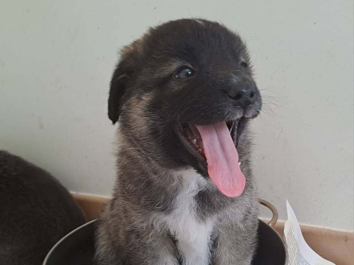 Adotta un cane, taglia media, femmina, Bari