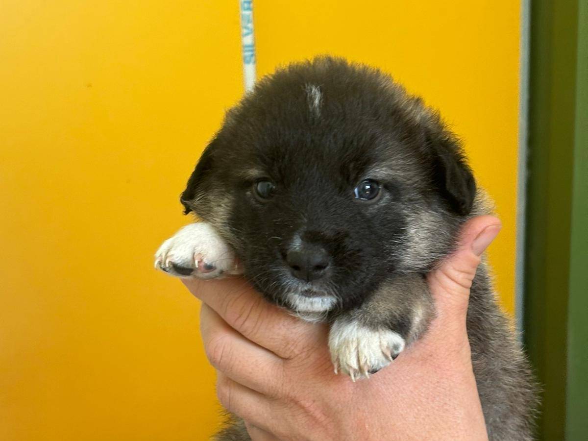 Vuoi adottare un cane a Bari?