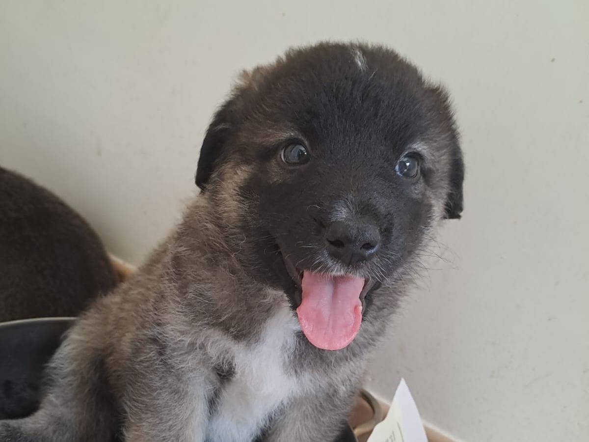 Adotta il cane Geri a Bari