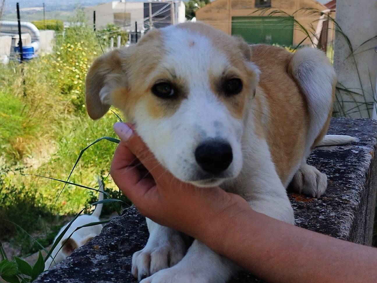 Adotta un cane, maschio, 4 mesi, Trapani