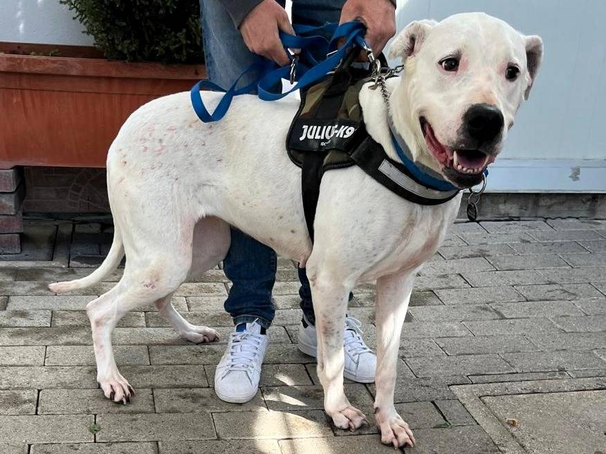 Adotta un cane, taglia media, femmina, Milano