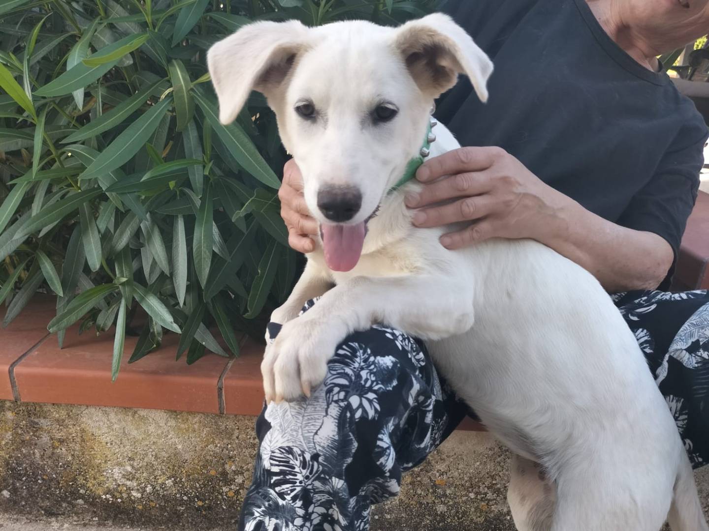 Adotta un cane, femmina, 5 mesi, Imperia