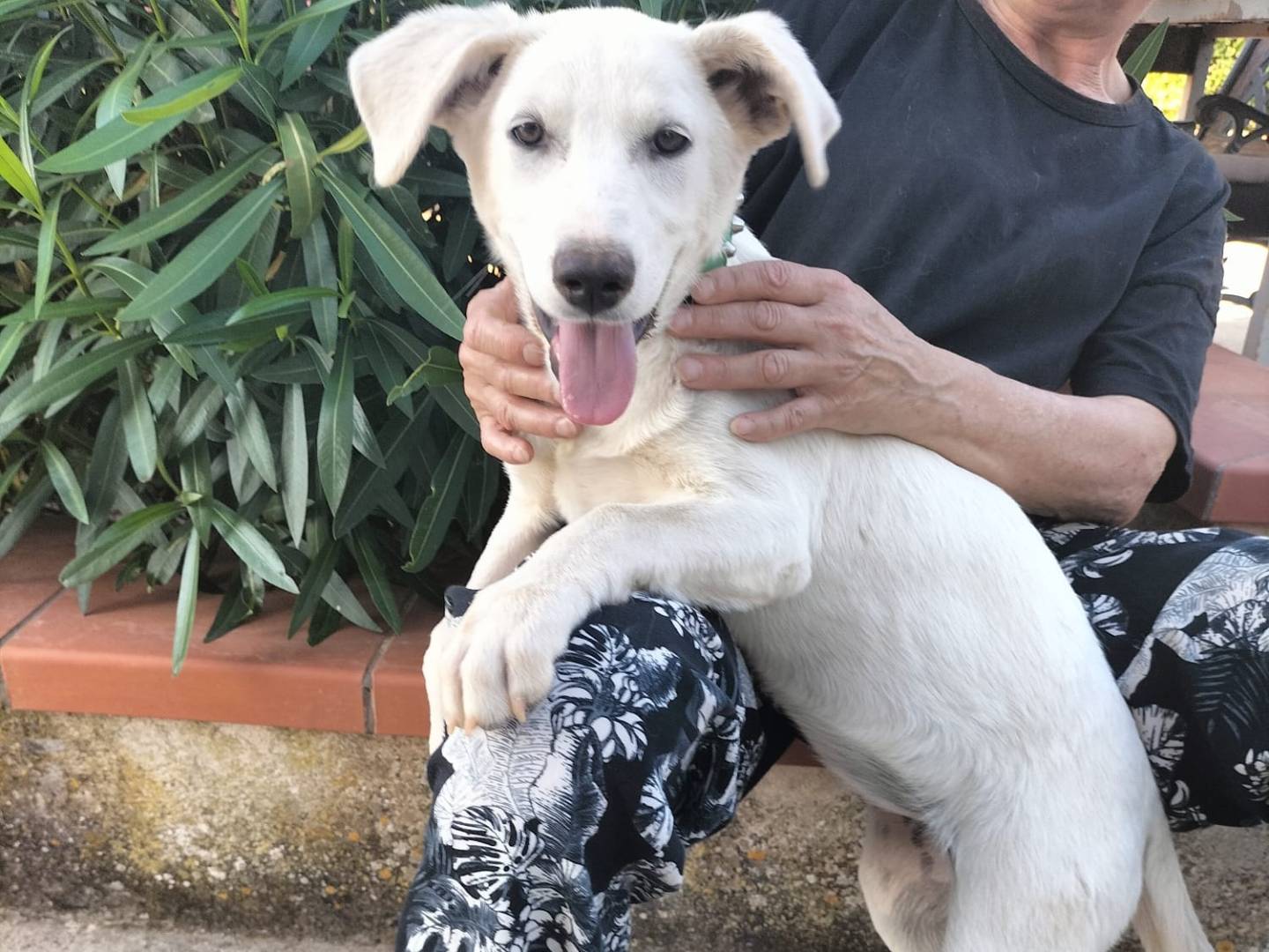 Adotta un cane, taglia media, femmina, Imperia
