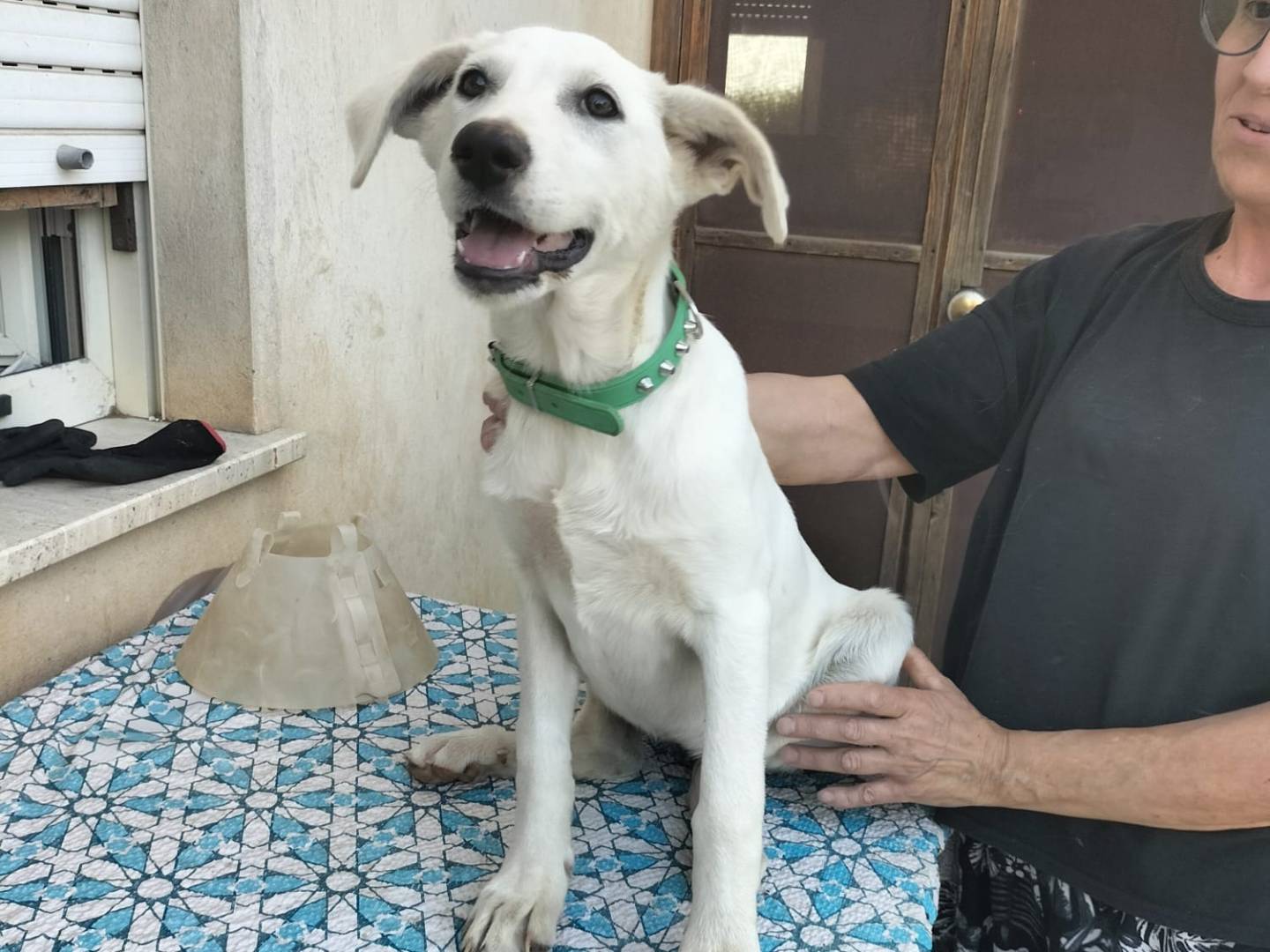 Adozione cane, femmina, Razza sconosciuta Razza sconosciuta, 5 mesi, taglia media, Imperia
