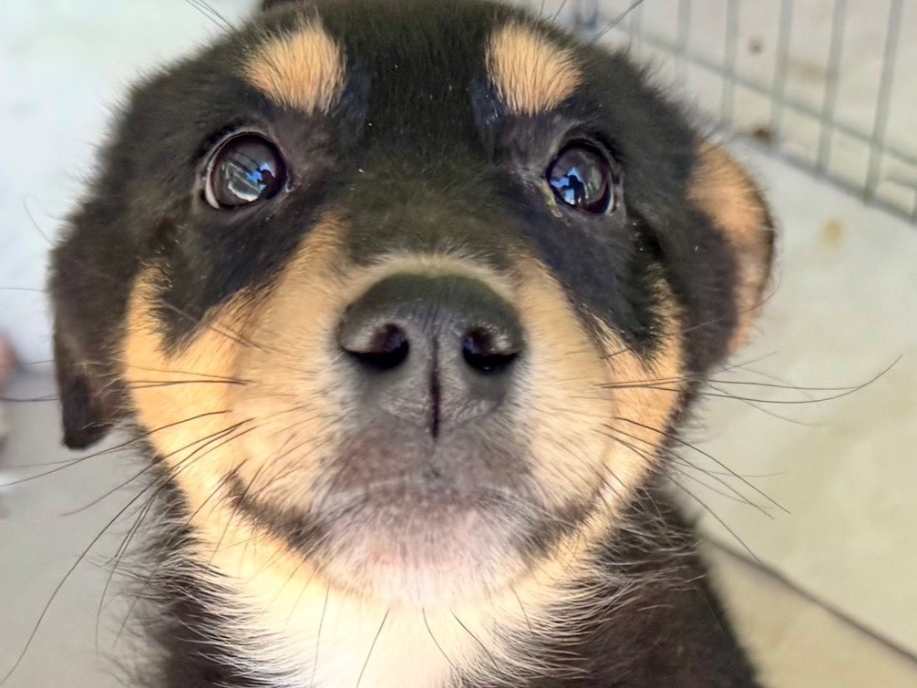 Adozione cane, femmina, Razza sconosciuta Razza sconosciuta, 3 mesi, taglia media, Salerno