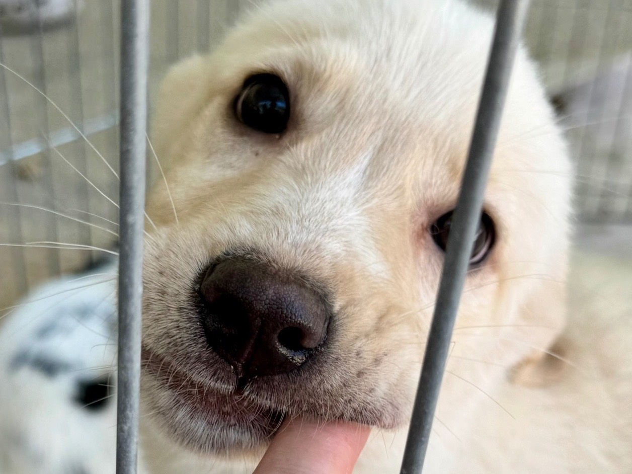 Adozione cane, femmina, Razza sconosciuta Razza sconosciuta, 3 mesi, taglia media, Salerno