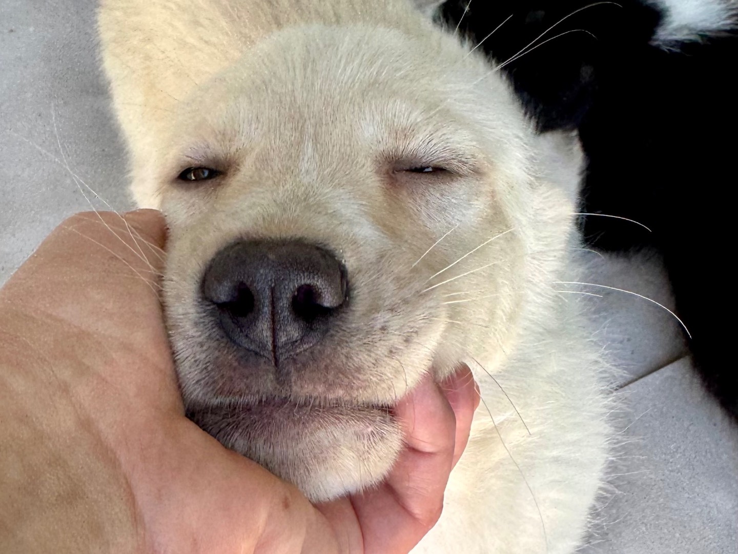 Adotta un cane, femmina, 3 mesi, Salerno