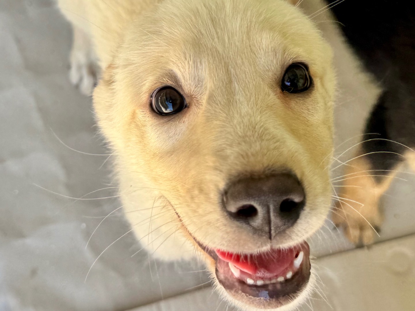 Adotta un cane, taglia media, femmina, Salerno