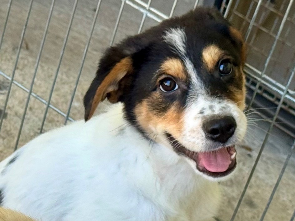 Adozione cane, femmina, Razza sconosciuta Razza sconosciuta, 3 mesi, taglia media, Salerno