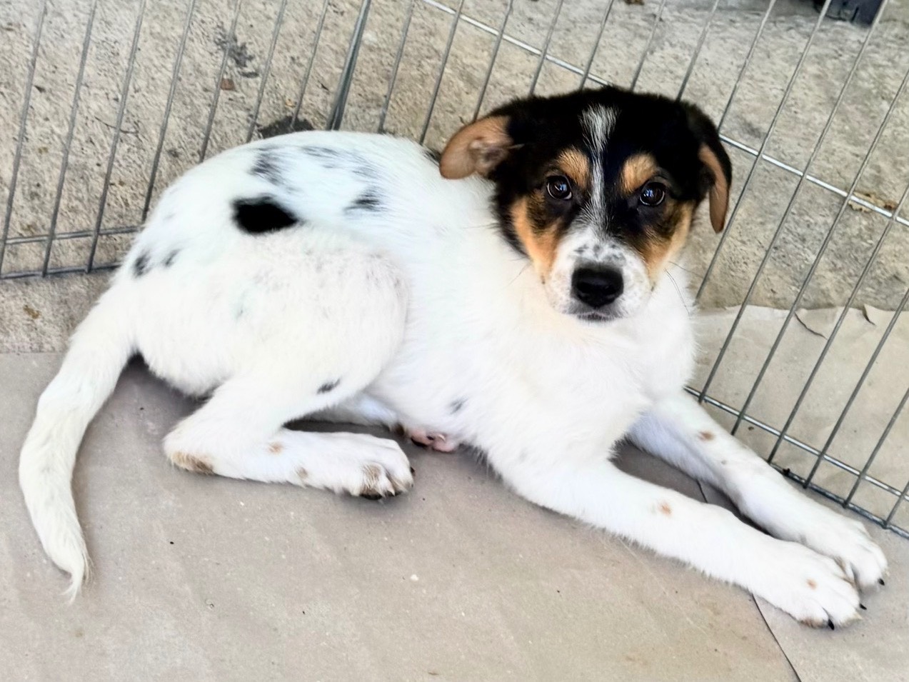 Adotta un cane, femmina, 3 mesi, Salerno