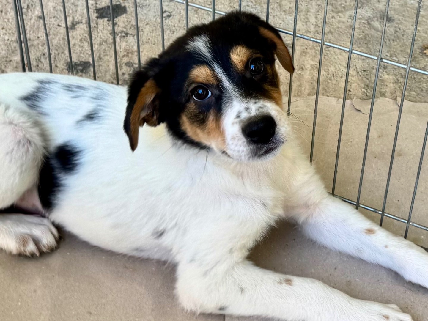 Adotta un cane, taglia media, femmina, Salerno