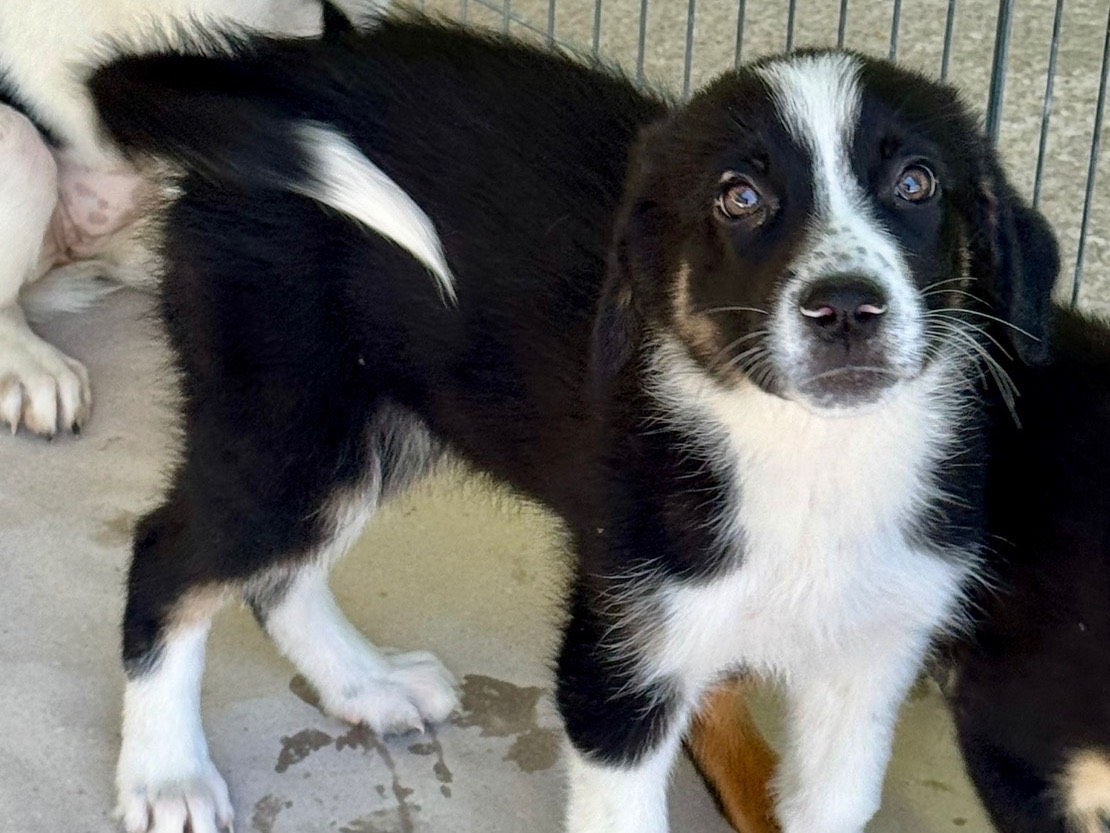 Adozione cane, femmina, Razza sconosciuta Razza sconosciuta, 3 mesi, taglia media, Salerno