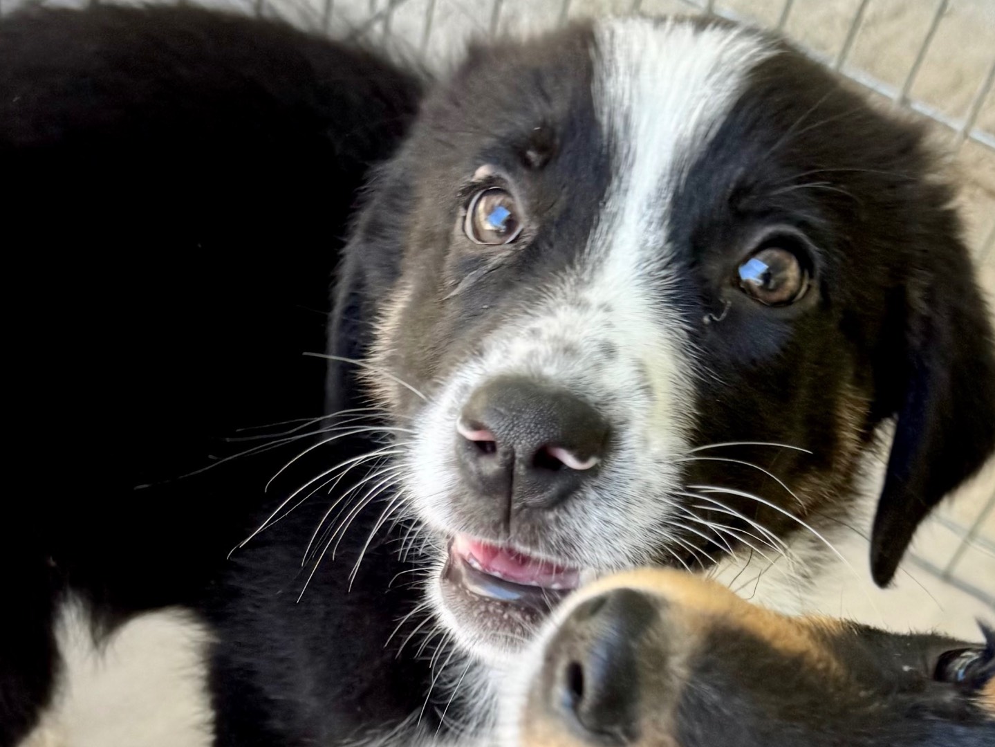 Adotta un cane, femmina, 3 mesi, Salerno