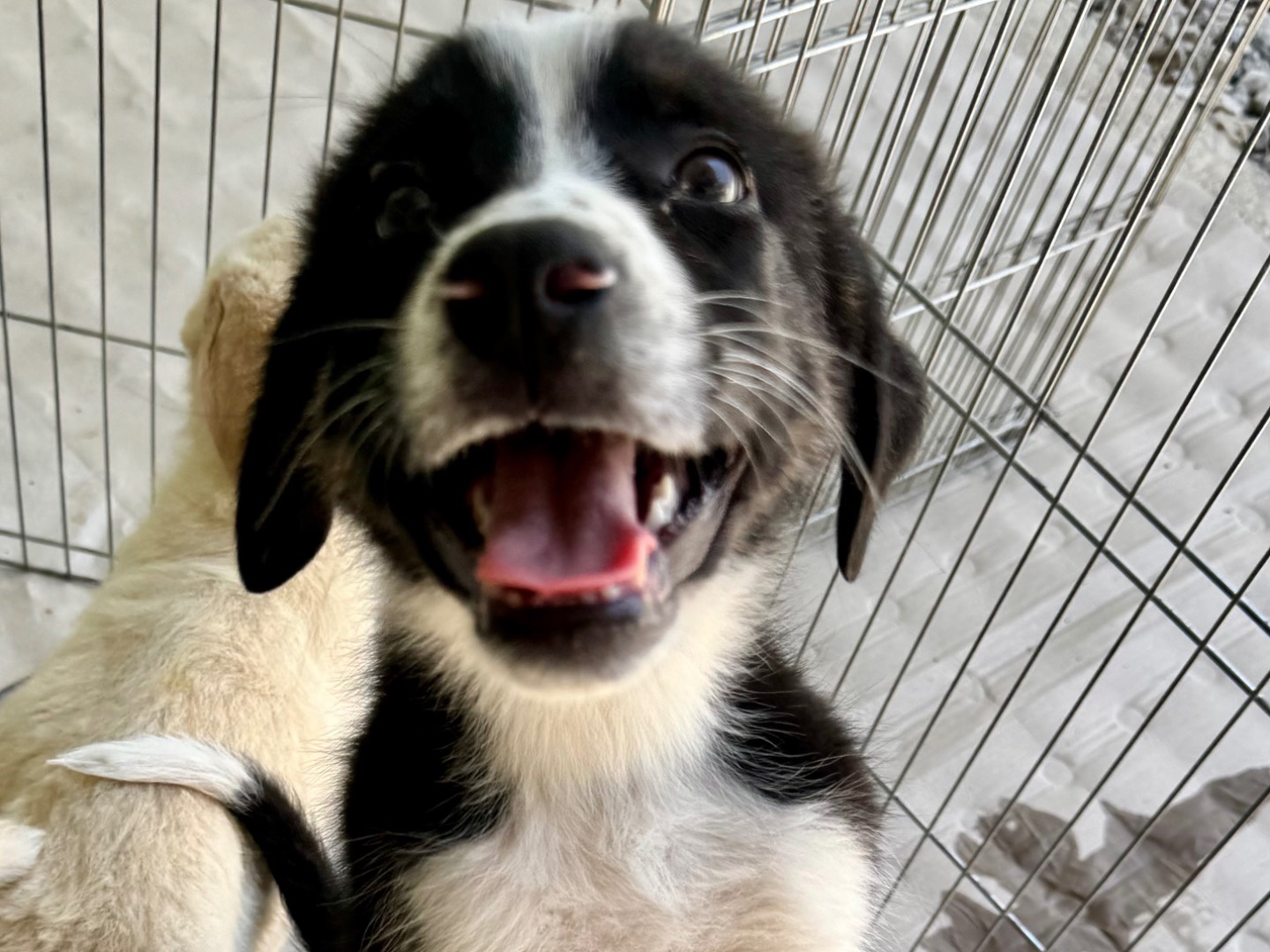 Adotta un cane, taglia media, femmina, Salerno