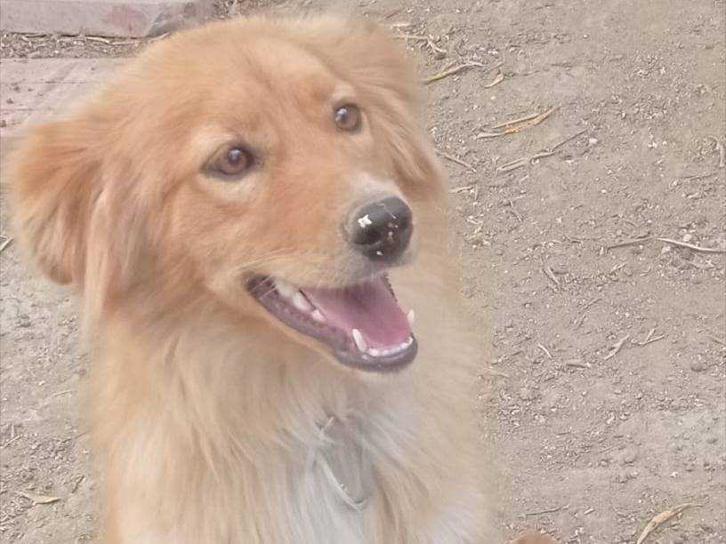 Adozione cane, maschio, Razza sconosciuta Razza sconosciuta, 7 mesi, taglia media, Catanzaro