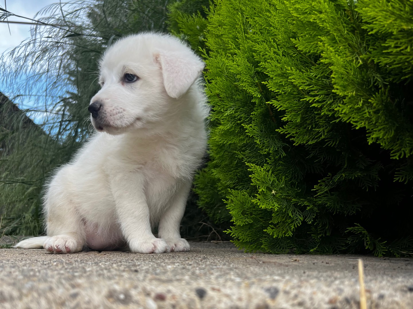 Adotta un cane, femmina, 2 mesi, Enna