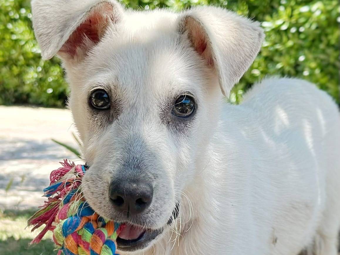 Adozione cane, maschio, Razza sconosciuta Razza sconosciuta, 5 mesi, taglia media contenuta, Crotone