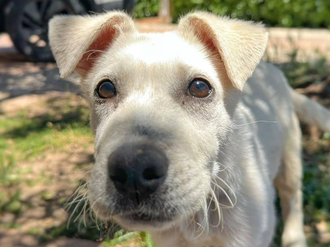 Adotta un cane, maschio, 5 mesi, Crotone
