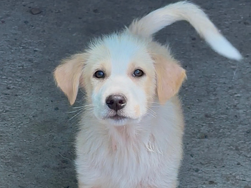 Adozione cane, maschio, Razza sconosciuta Razza sconosciuta, 3 mesi, taglia media, Milano
