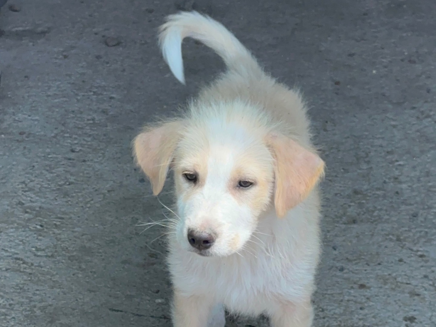 Adotta un cane, maschio, 3 mesi, Milano