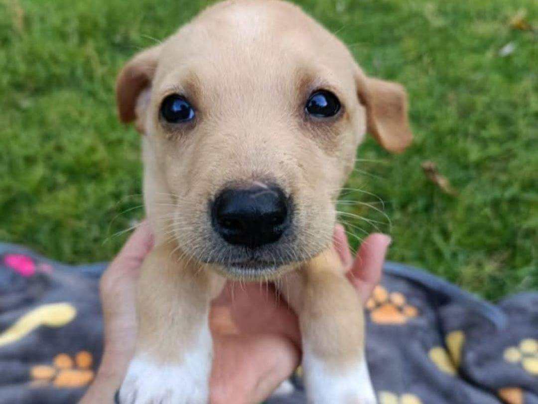 Adozione cane, maschio, Labrador Retriever Razza sconosciuta, 2 mesi, taglia media, Pavia