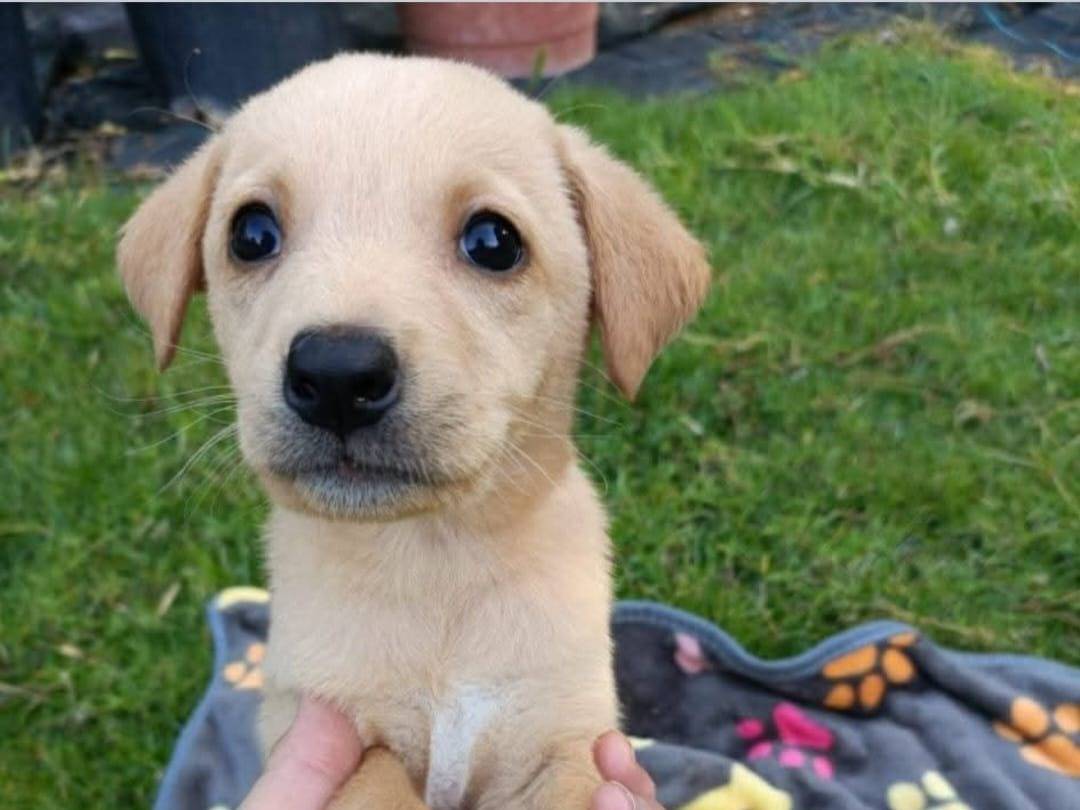 Adotta un cane, maschio, 2 mesi, Pavia