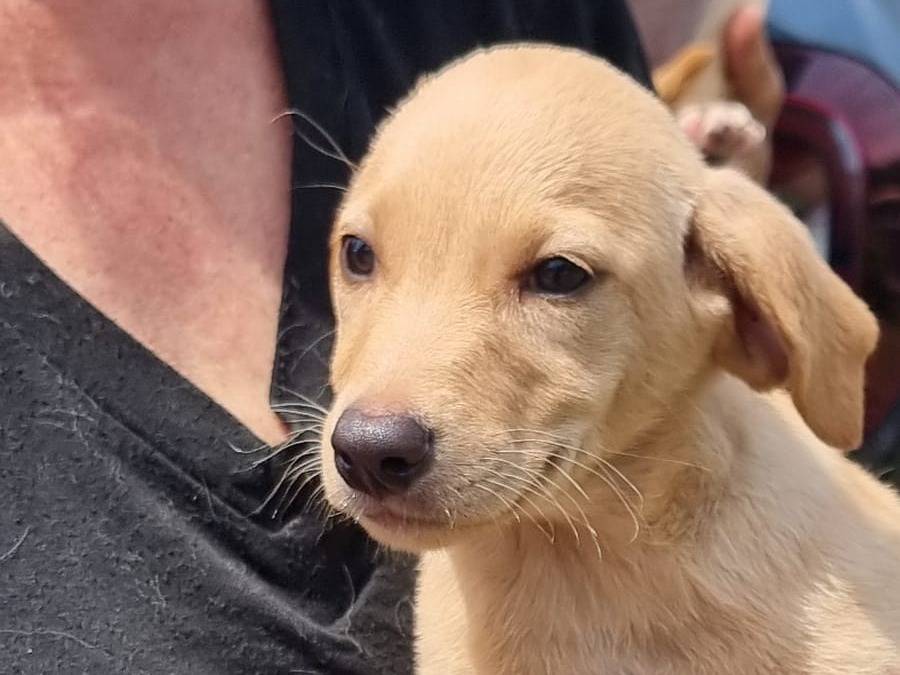 Adozione cane, maschio, Labrador Retriever Razza sconosciuta, 2 mesi, taglia media, Pavia