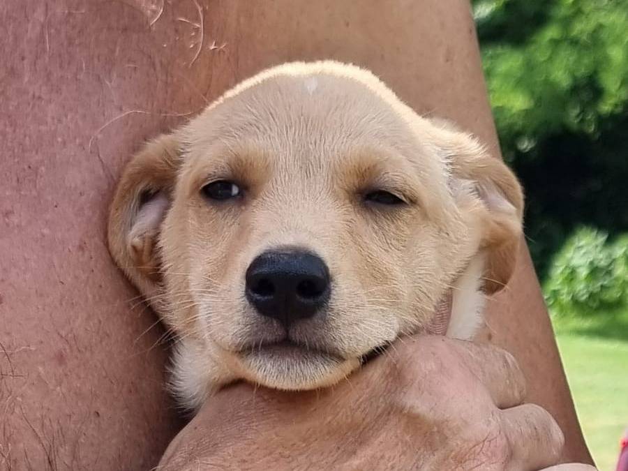 Adotta un cane, maschio, 2 mesi, Pavia