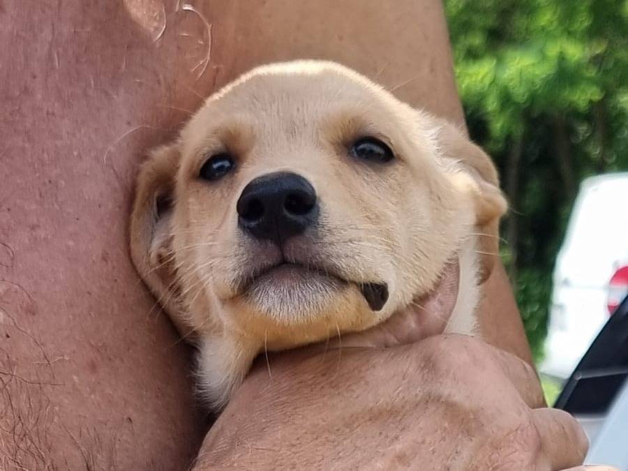 Vuoi adottare un cane a Pavia?